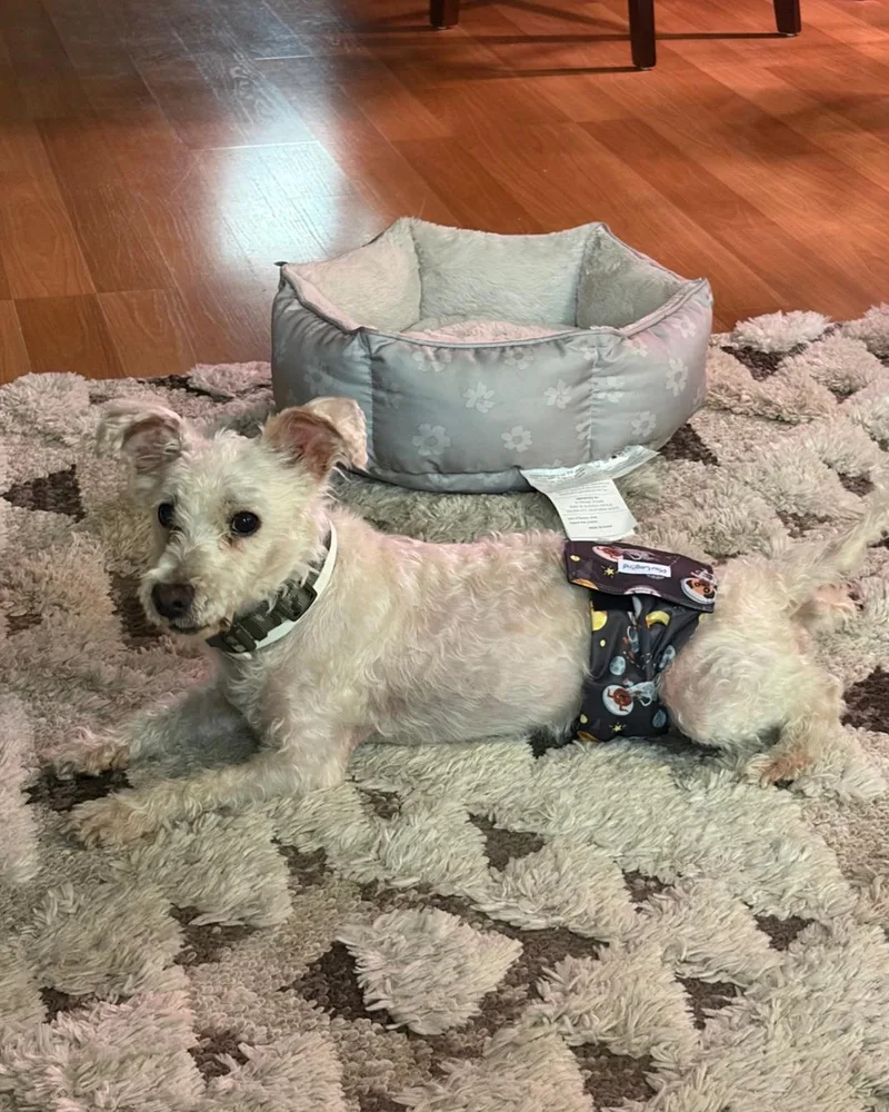 An adult medium-sized male Miniature Poodle dog named Chico for adoption in merrillville, IN