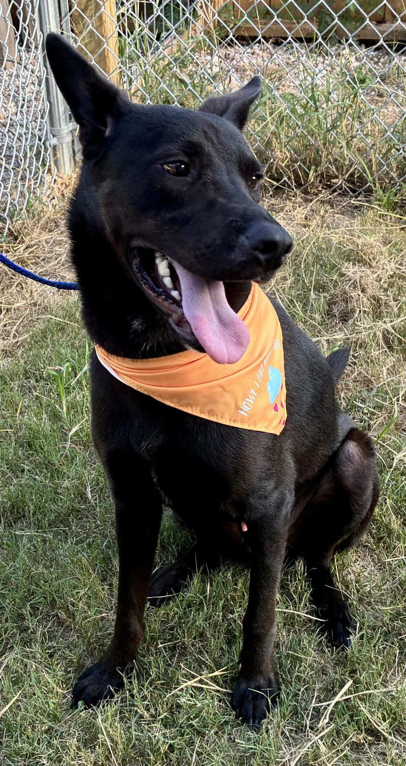 A young medium-sized male German Shepherd Dog dog named Midnight for adoption in Greeneville , TN