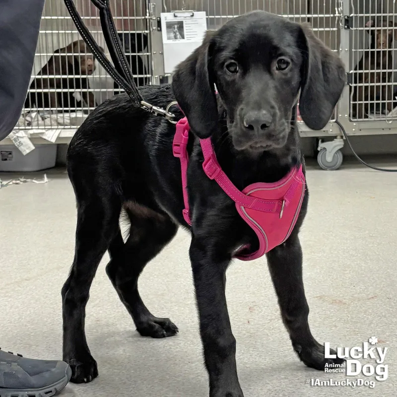 A baby large-sized female Labrador Retriever dog named Luna for adoption in Washington, DC