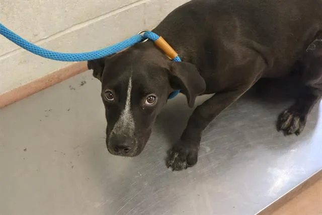 A young medium-sized male Mixed Breed dog named Ram for adoption in Columbia, SC