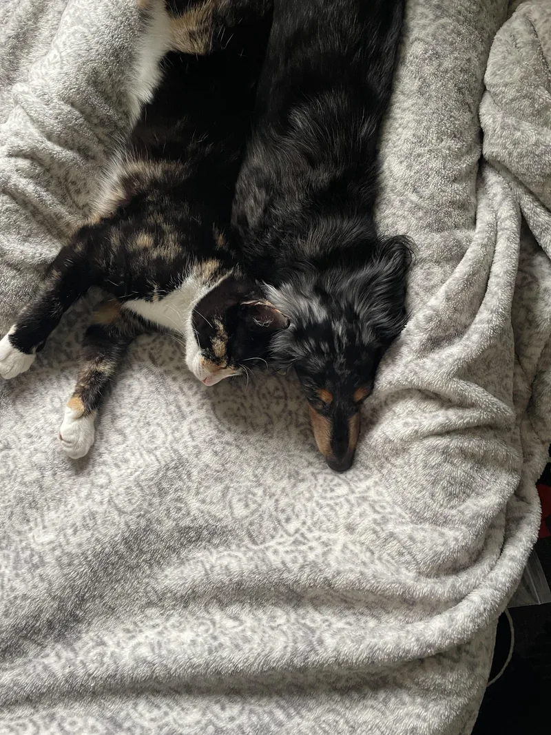 A baby medium-sized female Domestic Short Hair cat named Peaches for adoption in BREINIGSVILLE, PA