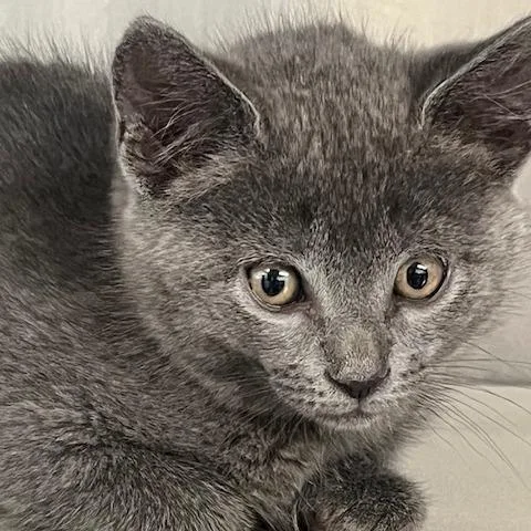 A young large-sized female Gray / Blue / Silver Domestic Short Hair cat named Lavender for adoption in Baltimore, MD