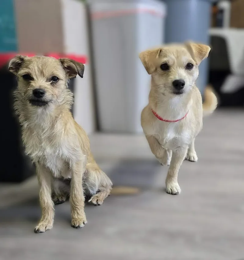 An adult small-sized female Mixed Breed dog named Esen for adoption in Othello, WA