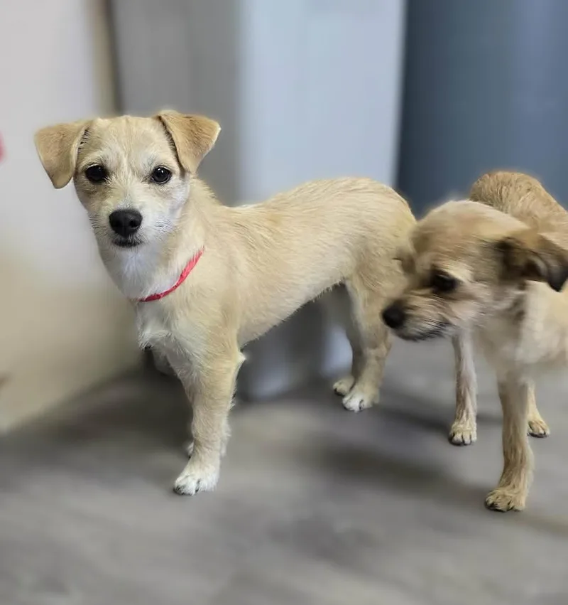 Esen thumbnail 2