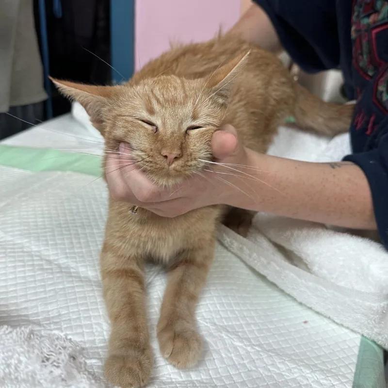 An adult small-sized female Orange / Red Domestic Short Hair cat named Cleo Catra for adoption in Branson, MO