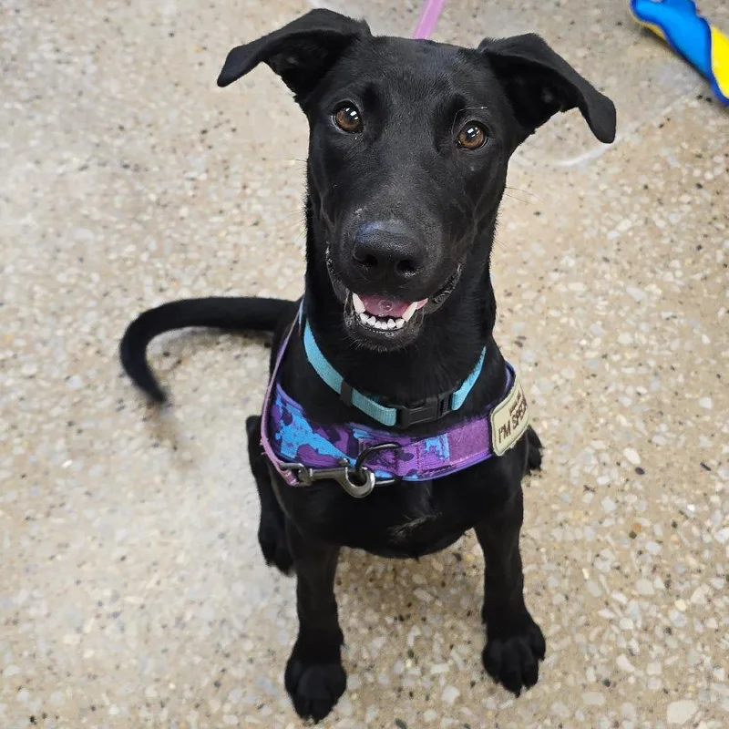 A young medium-sized female Black Labrador Retriever dog named Daisy May for adoption in Milan, IL