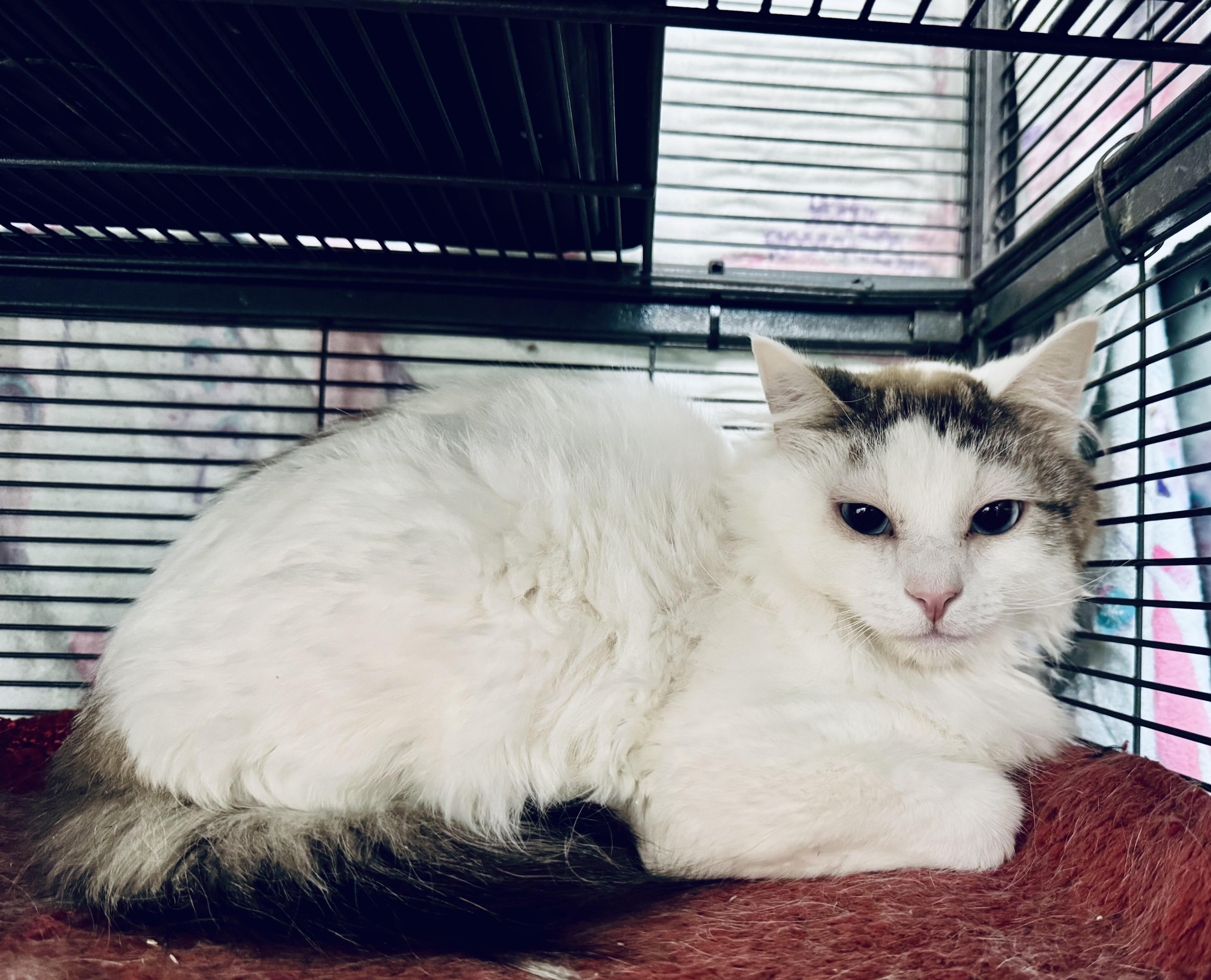 A young medium-sized male Domestic Medium Hair cat named Limestone for adoption in Wasilla, AK