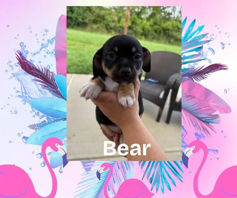 Bear thumbnail 2