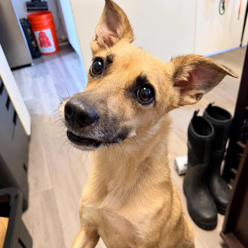 A baby small-sized female Mixed Breed dog named Chelsea for adoption in Newark, NJ
