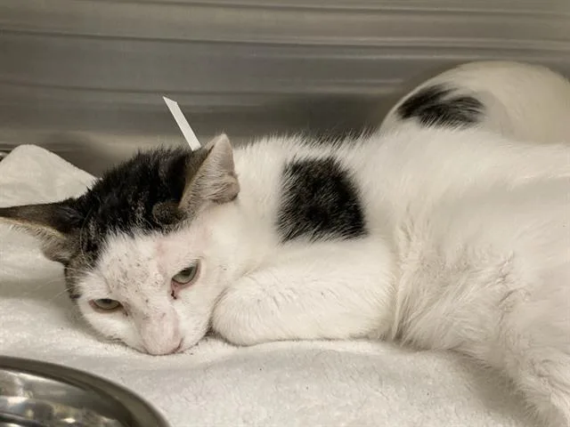 A young small-sized male Domestic Short Hair cat named Lagman for adoption in Tustin, CA