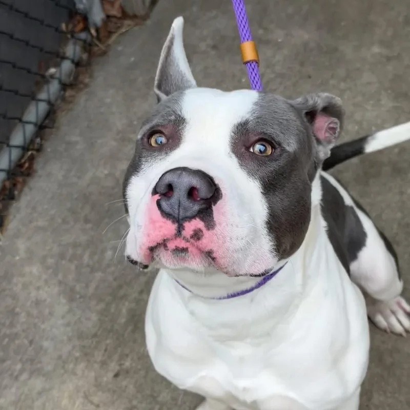 Lumberjack ~ Coming Soon!!!