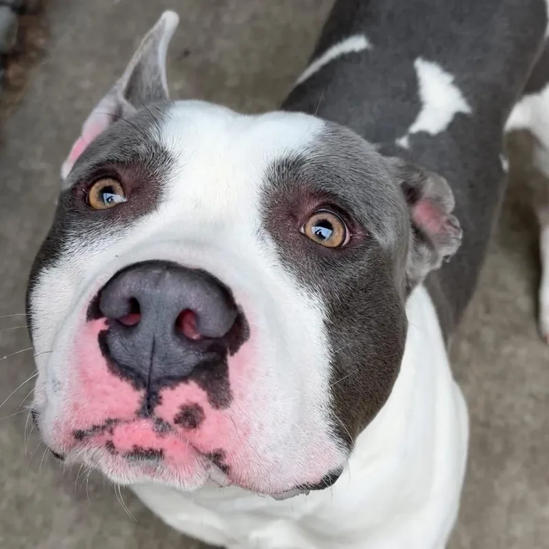 Lumberjack ~ Coming Soon!!! thumbnail 2