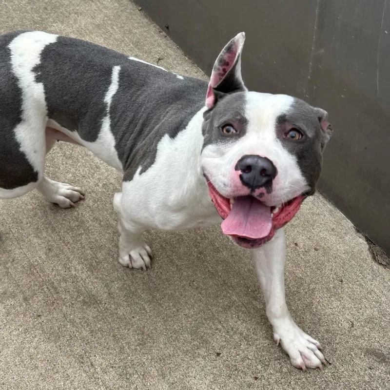 Lumberjack ~ Coming Soon!!! thumbnail 3