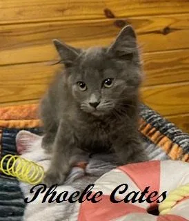 A baby medium-sized female Gray / Blue / Silver Domestic Long Hair cat named Phoebe Cates for adoption in Southern Pines, NC