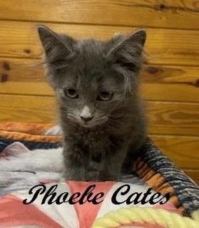 Phoebe Cates thumbnail 4