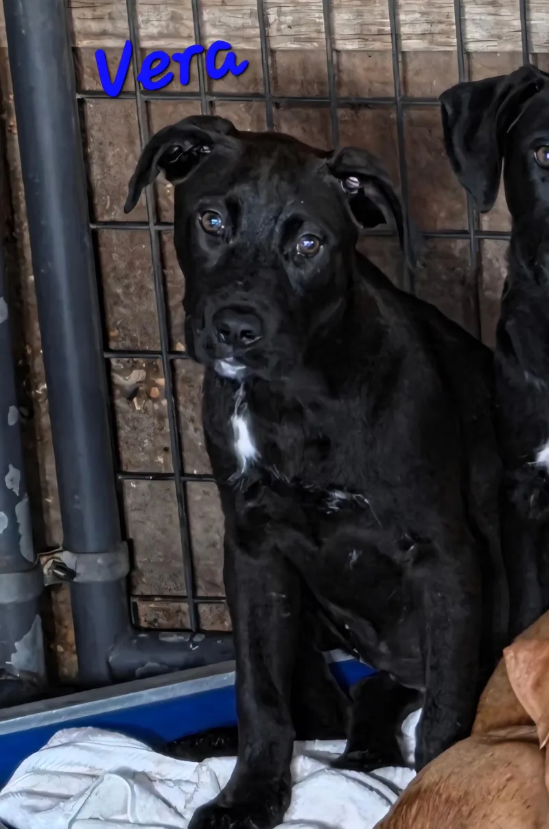 A baby medium-sized female Black Boxer dog named Vera for adoption in Watertown, CT