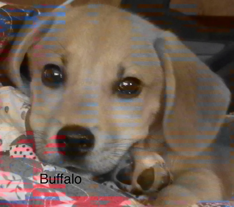 Buffalo