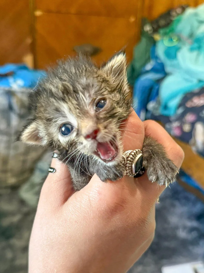 A baby medium-sized female Black Domestic Short Hair cat named Drizzle for adoption in Sanford, NC