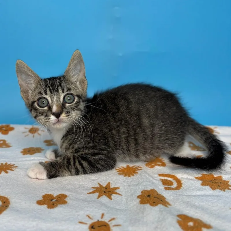 A baby small-sized male Gray / Blue / Silver Domestic Short Hair cat named Mr. Black for adoption in San Antonio, TX
