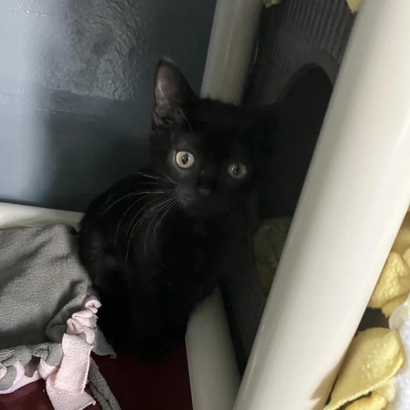 A baby small-sized female Black Domestic Short Hair cat named Gem for adoption in Naples, FL