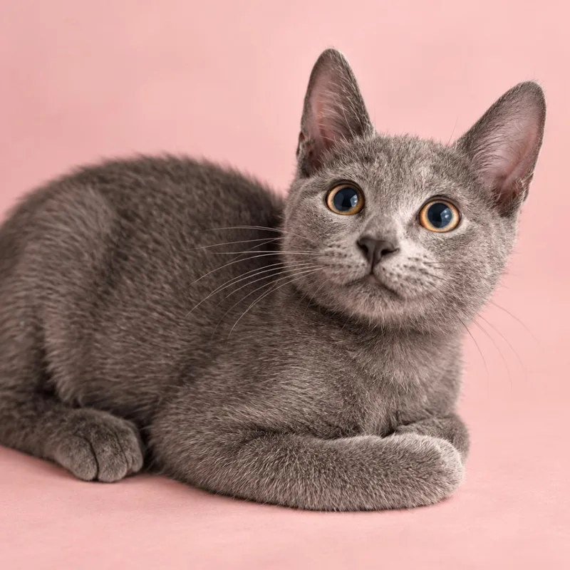 A baby small-sized male Gray / Blue / Silver Russian Blue cat named Earl Grey for adoption in Miami, FL