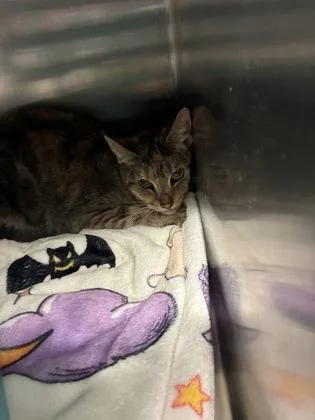 An adult medium-sized female Domestic Short Hair cat named Skimbleshanks for adoption in Lafayette, IN
