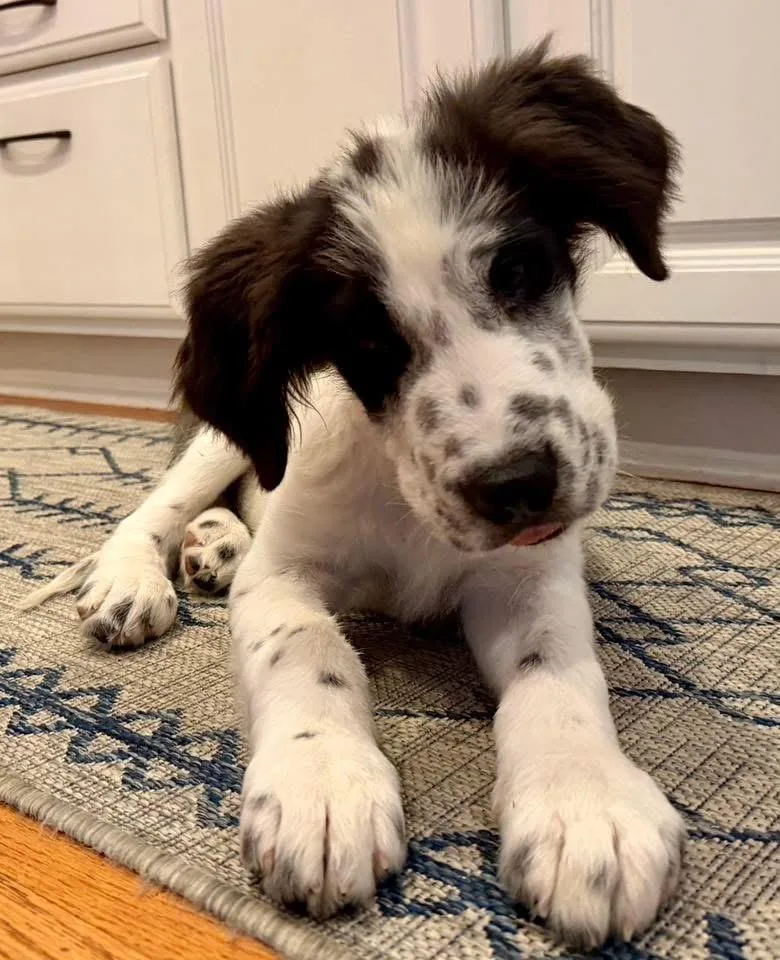 A baby large-sized male Border Collie dog named Spangle for adoption in Bristol, WI