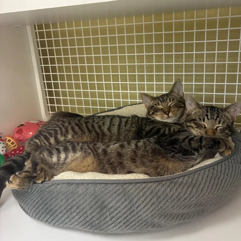 A baby medium-sized male Domestic Short Hair cat named Nolan for adoption in Cumming, GA