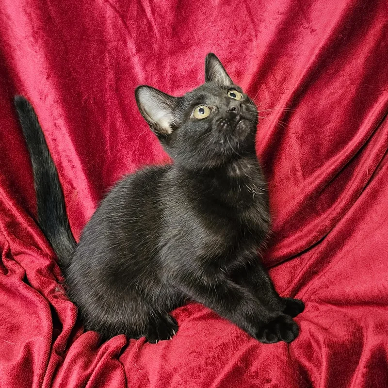 A baby medium-sized male Black Domestic Short Hair cat named Binx for adoption in Searcy, AR