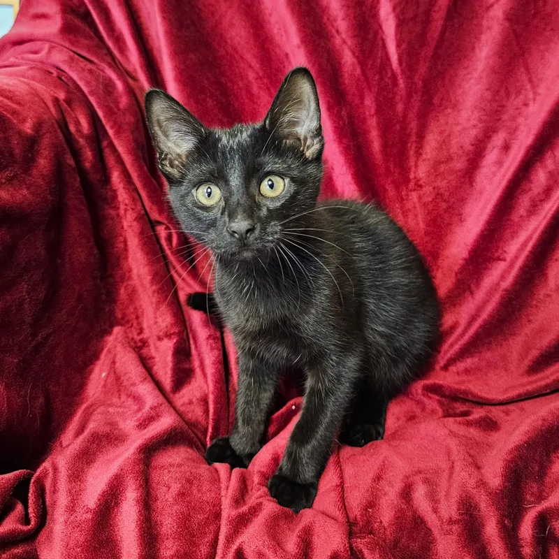 Binx thumbnail 2