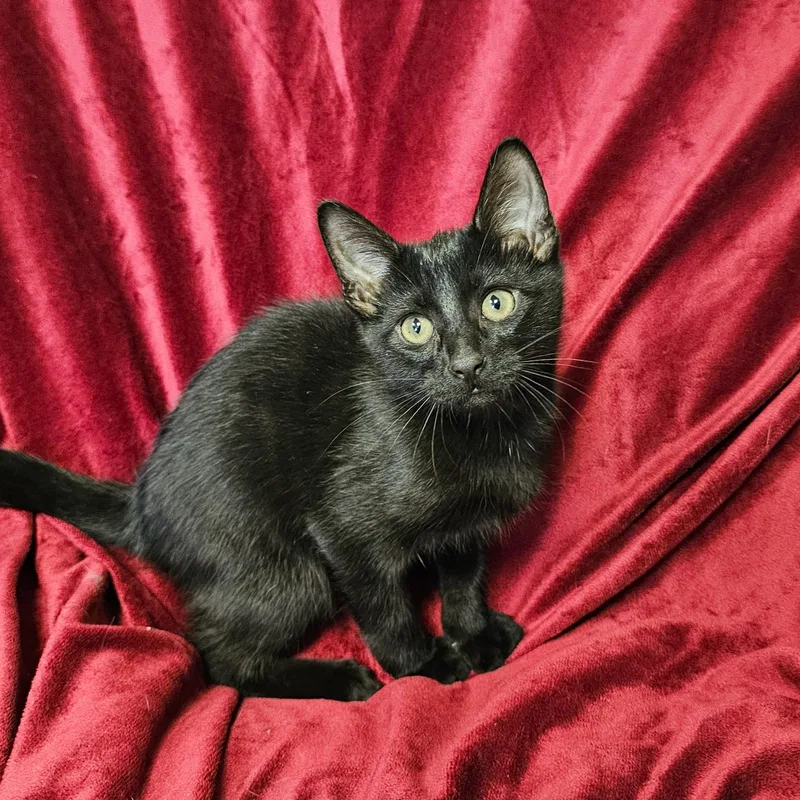 Binx thumbnail 3