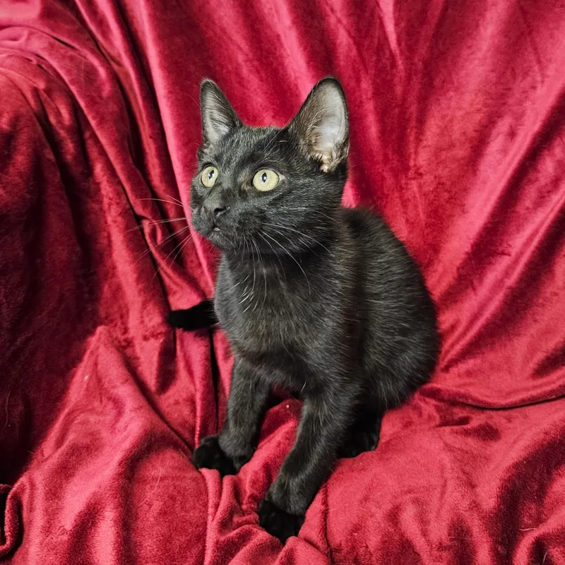 Binx thumbnail 4