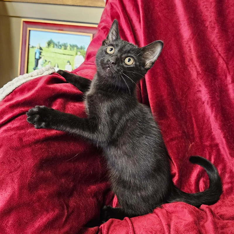 Binx thumbnail 5