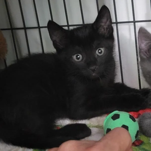 A baby small-sized male Black Domestic Short Hair cat named Spice for adoption in West Palm Beach, FL