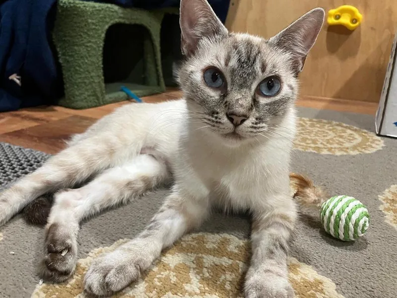 A young medium-sized female Siamese cat named Summer for adoption in Oceanside, CA