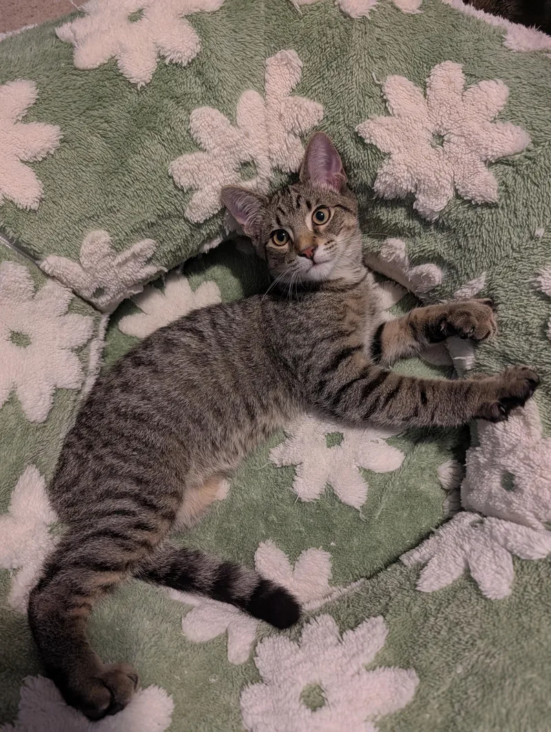 A baby medium-sized male Tabby (Brown / Chocolate) Domestic Short Hair cat named Bodhi for adoption in Hudsonville, MI