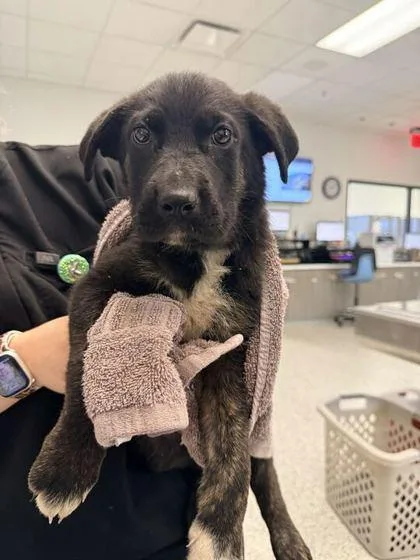 A baby small-sized female Black Mixed Breed dog named Kiki for adoption in Kansas City, MO