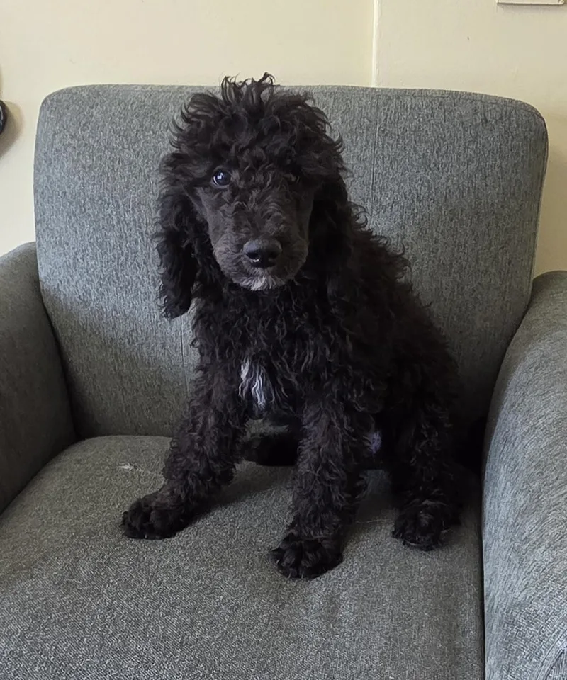 A baby medium-sized female Black Standard Poodle dog named Aris for adoption in Woodsfield, OH