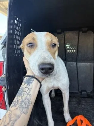 An adult large-sized female Bull Terrier dog named Mother Nature for adoption in Fresno, CA