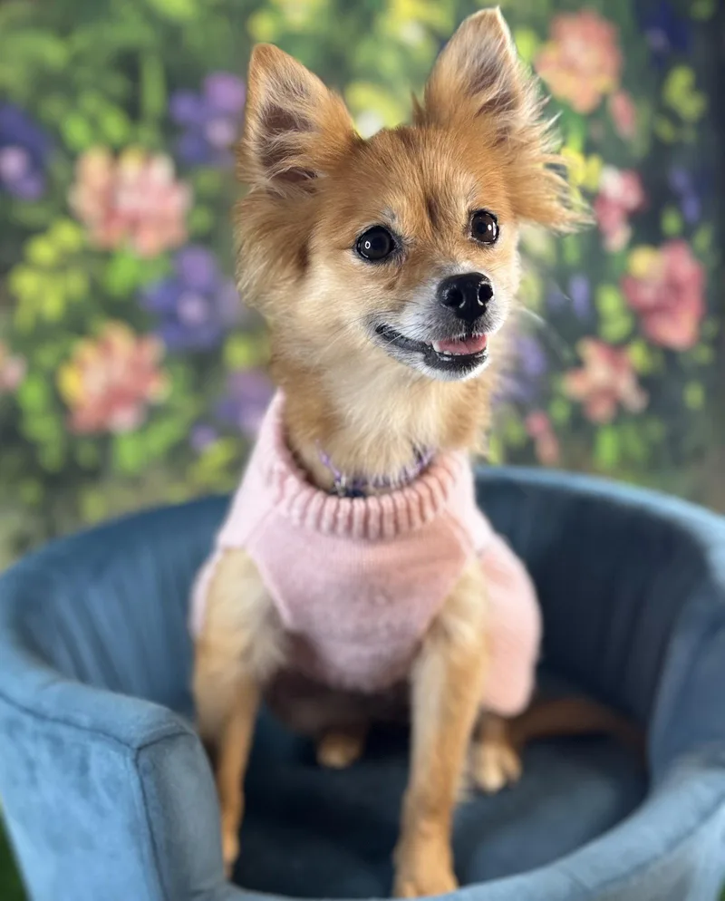 A young small-sized female Pomeranian dog named Daisy Duke for adoption in Garland, TX