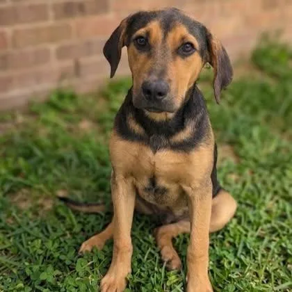 An adult medium-sized male Coonhound dog named Duke for adoption in Guntersville, AL