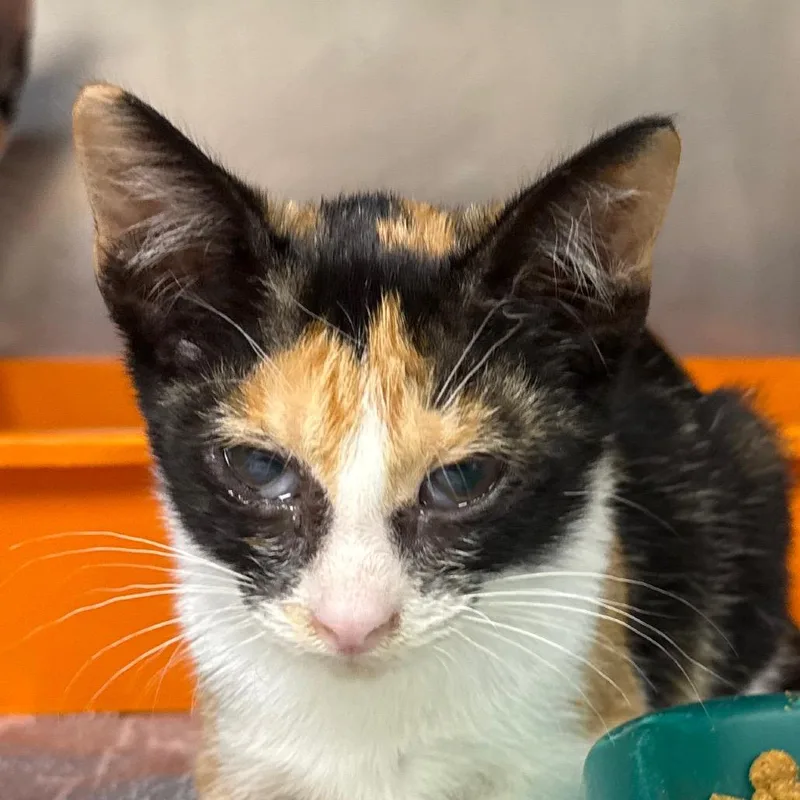 A baby small-sized female Calico Domestic Short Hair cat named Steph for adoption in Jacksonville, AR