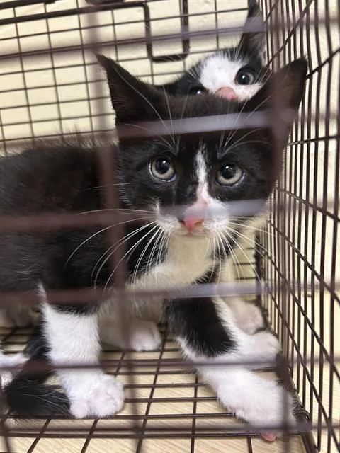 A baby small-sized male Domestic Short Hair cat named Victor Van Dort for adoption in Sacramento, CA