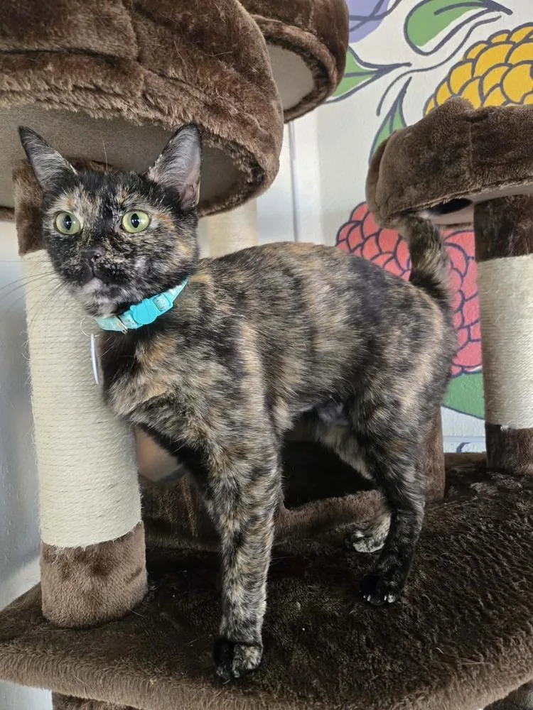 An adult medium-sized female Domestic Short Hair cat named Maya for adoption in tucson, AZ