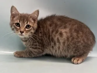 A baby small-sized male Domestic Short Hair cat named Marbled Rye for adoption in Golden Valley, MN