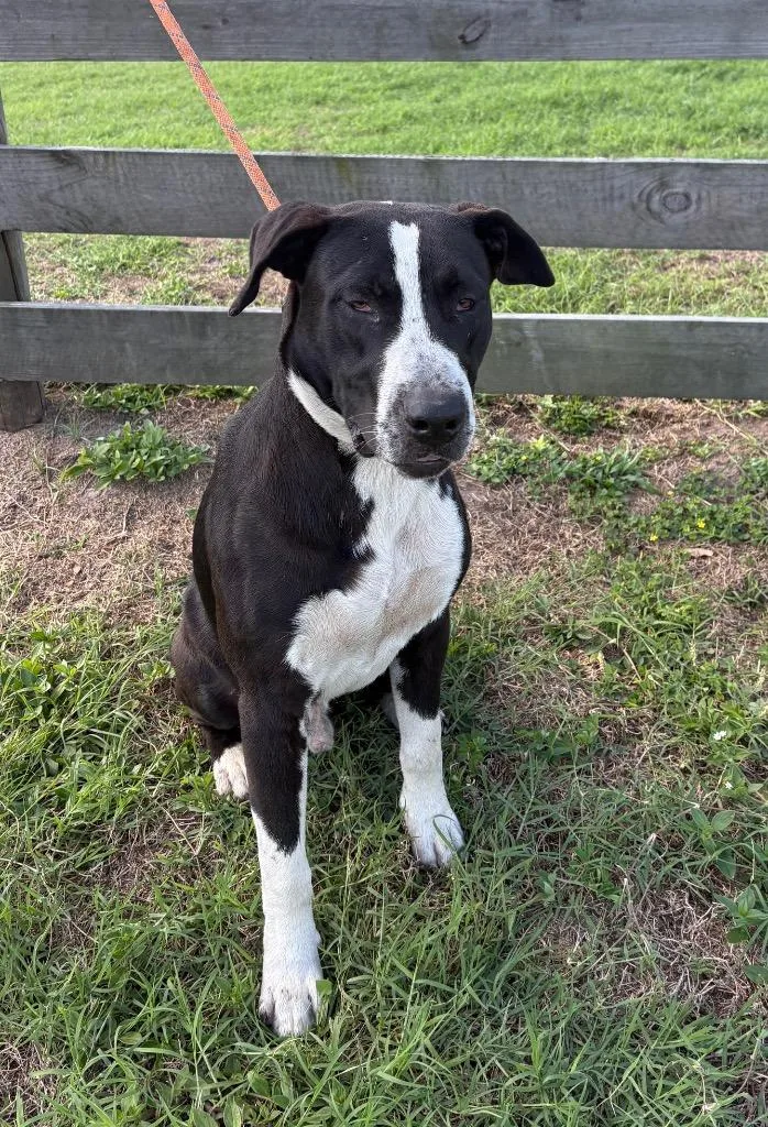 A young large-sized male Terrier dog named Drake for adoption in Wauchula, FL