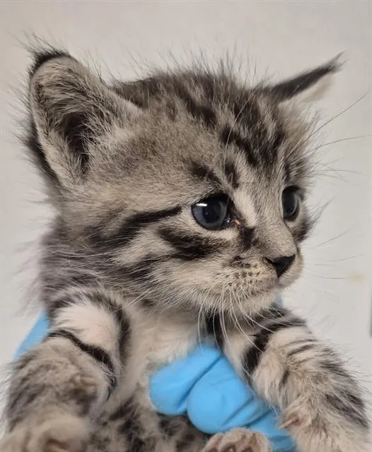 A baby small-sized male Domestic Short Hair cat named Joey for adoption in Bakersfield, CA