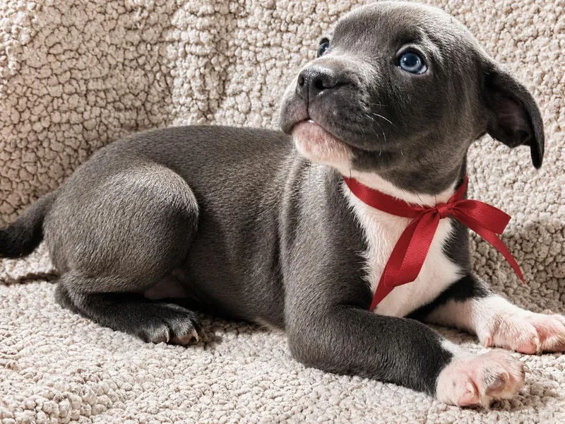 A baby medium-sized female Gray / Blue / Silver Pit Bull Terrier dog named Francene for adoption in Nahunta, GA