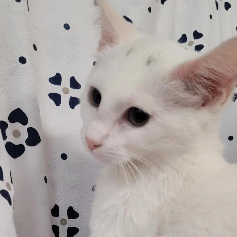 A baby small-sized female White Domestic Short Hair cat named Snowy for adoption in Coos Bay, OR