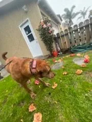 Daring Darwin! thumbnail 2